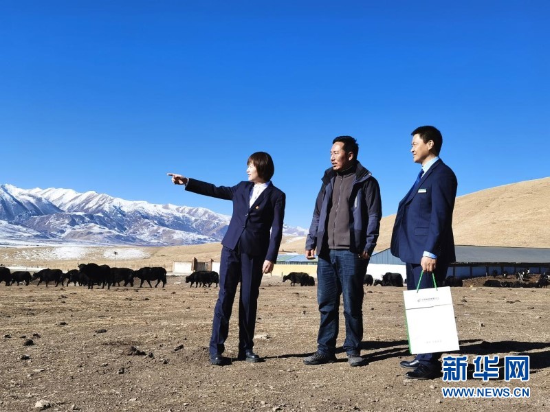 旦增扎西（中）与邮储银行甘南藏族自治州分行客户经理一起查看牦牛养殖情况。宋昱静摄