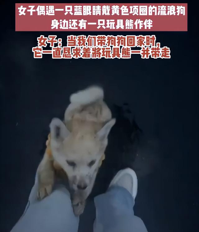 流浪小狗乞求收养者一起带走玩具熊,救助者:它一直守着玩具熊,不想让小熊自己挨饿受冻
