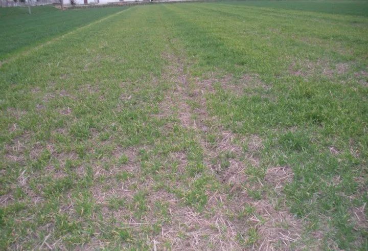 紧急提醒：小麦进入拔节期，严禁再打除草剂！