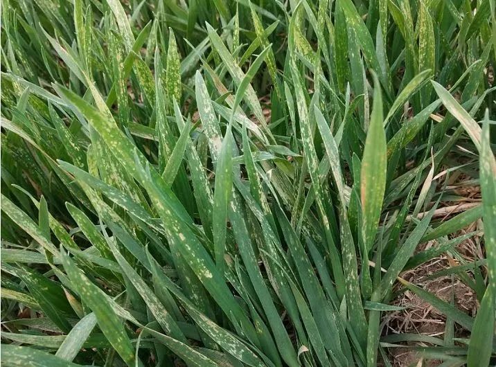 紧急提醒：小麦进入拔节期，严禁再打除草剂！