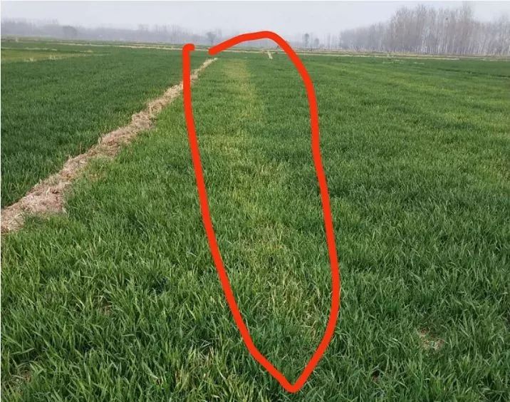 紧急提醒：小麦进入拔节期，严禁再打除草剂！