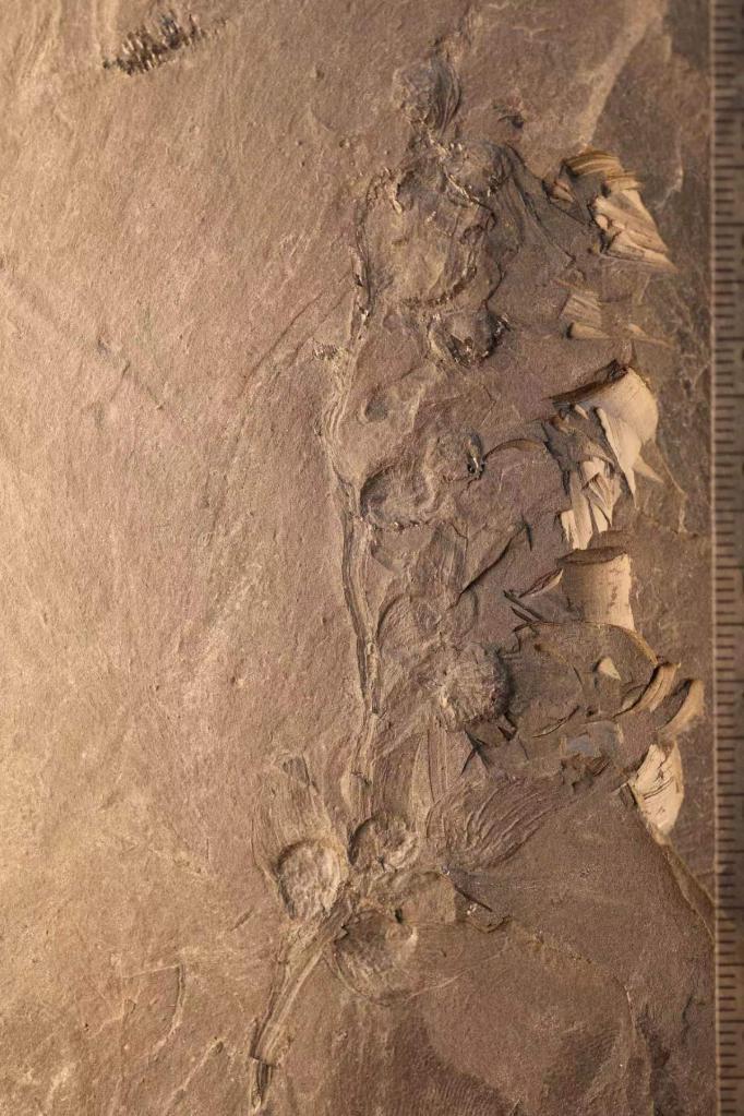 一亿年前的化石有哪些（发现一亿年前化石）