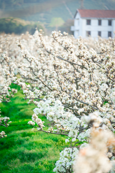 轻风过梨花落 5dcc-b213ae01351cb5067368c54910404c3d.png