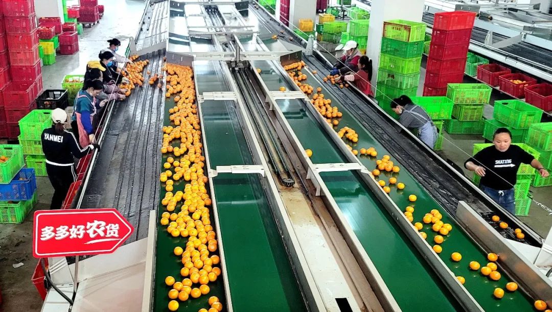 工人在对沃柑进行分拣。