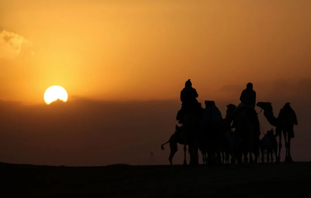 中东沙漠驼影 资料图 图片来源：新华社