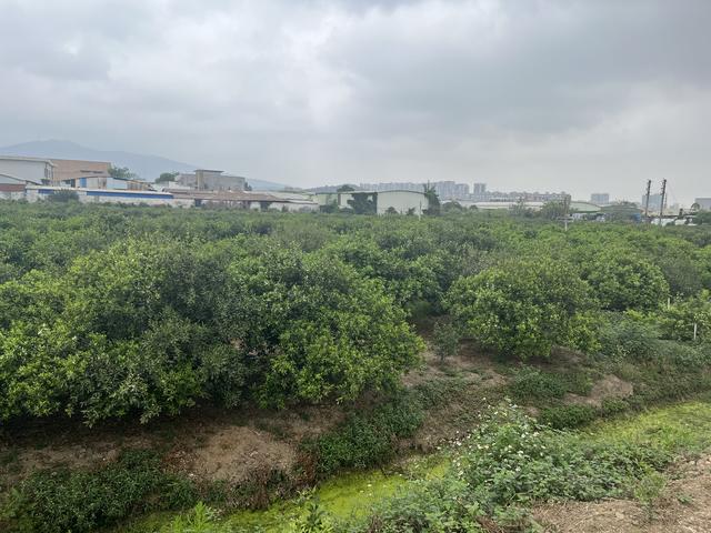 狂飙中的喧嚣与泡沫：陈皮年份真伪难辨，产地炒作盛行