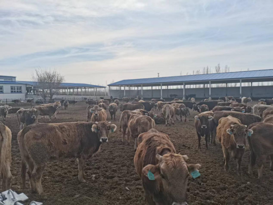 图1 新疆创锦农牧业有限公司肉牛养殖基地