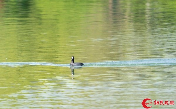 圖說：去星願公園觀鳥　新民晚報記者 楊玉紅 攝（下同）