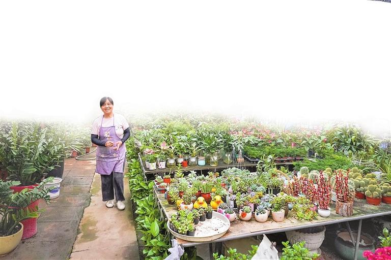 在福田区莲花北村角落,藏着一家主营苗木花卉的花店。 深圳晚报记者 严文婷 摄