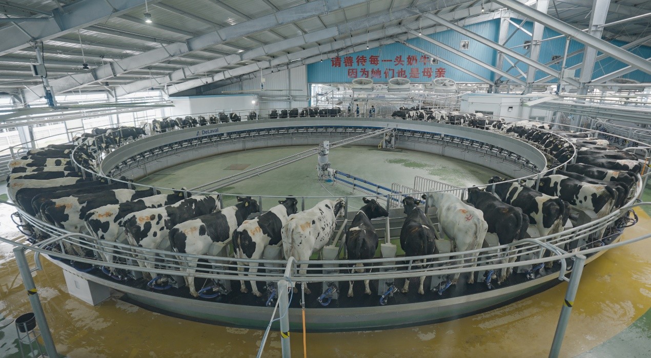 图说:简爱父爱牧场出产指标已远超欧美日