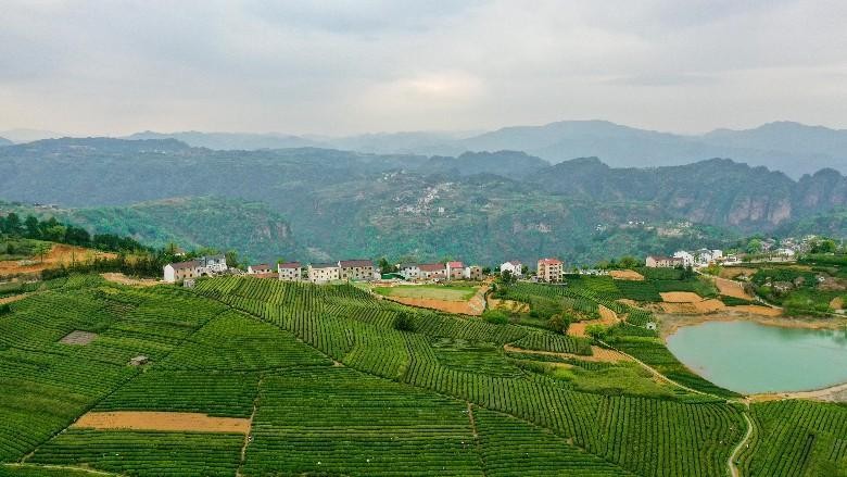 下岩贝茶山