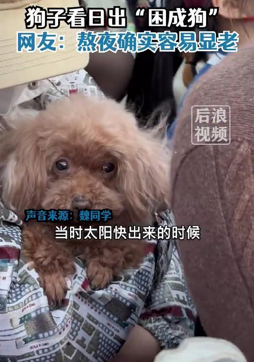 全网最红的狗视频 700b-61ab49009a379766d0bd7047df91282e.jpg