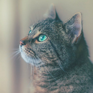 “股王”易主乌龙一场？中国移动市值超过贵州茅台存争议