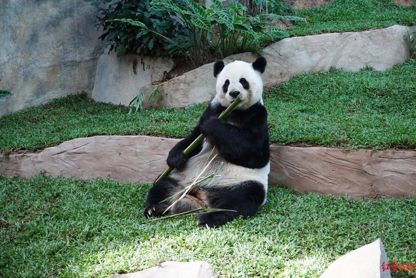 21岁旅泰大熊猫林惠今晨不幸去世,曾被发现鼻部出血,动物园今日召开发布会