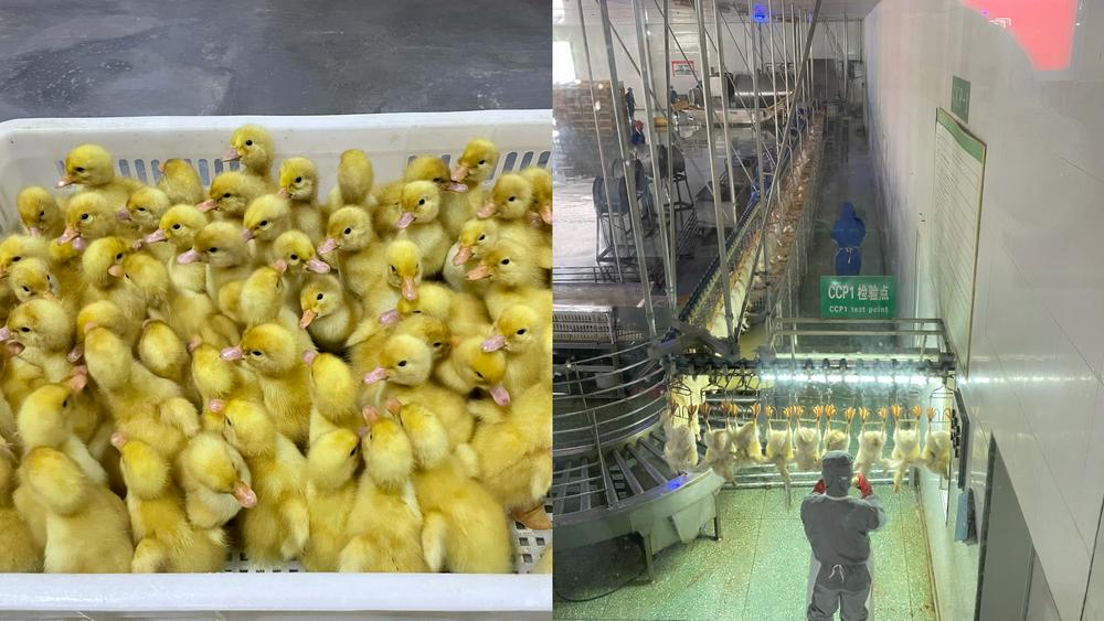 (公司出壳鸭苗 加工车间 财联社记者摄)