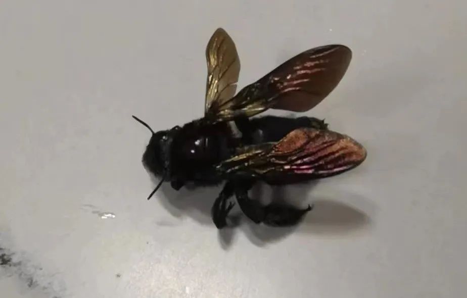 蜜蜂的刺 1815-9157ef1c7d641f715cb06276871efbb2.jpg