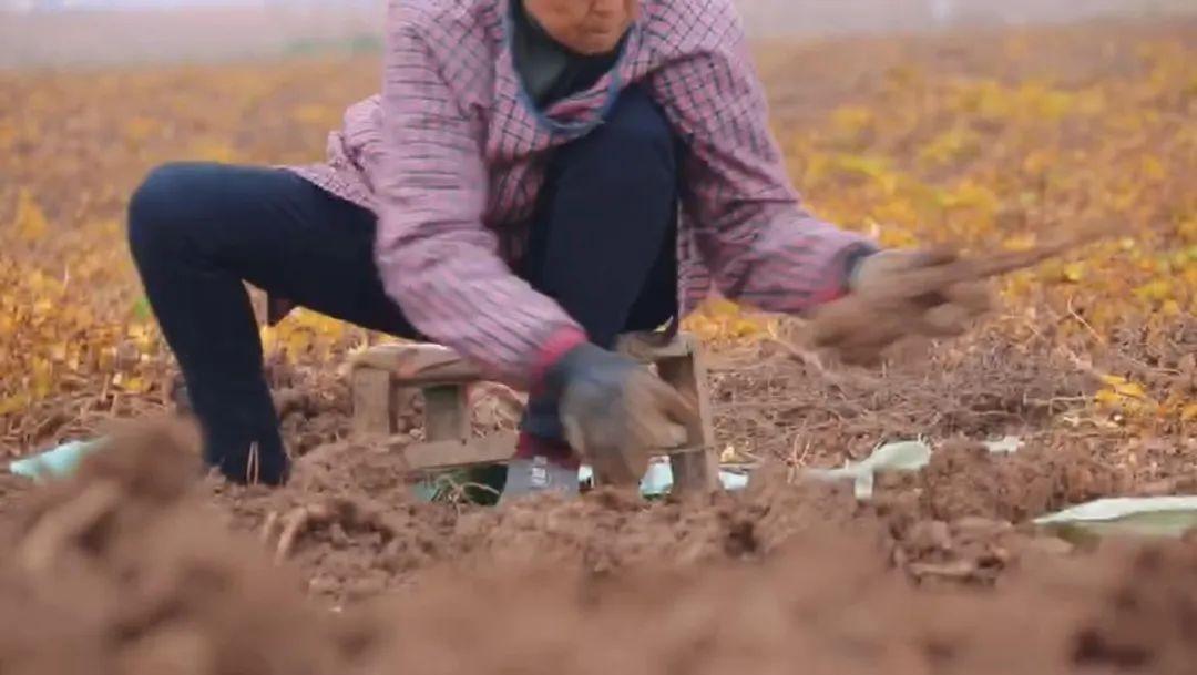 农民正在种植山药