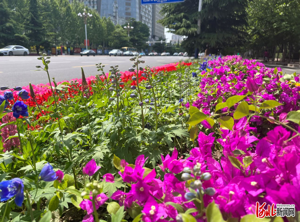 石家庄市裕华路地栽一角。
