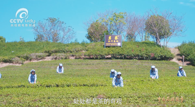 教给了吗（中国聚花五大著名品牌排行榜）中国聚花五大著名品牌有哪些，“岩葵”蝉联央视《中国品牌故事》，从茶人视点感受武夷茶文化，女生烟火烫，