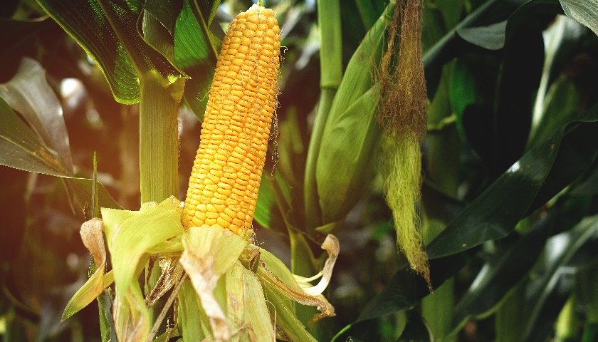 新三板康龙种业转战北交所：毛利率不断下滑，产能利用率不足拟扩产近3倍