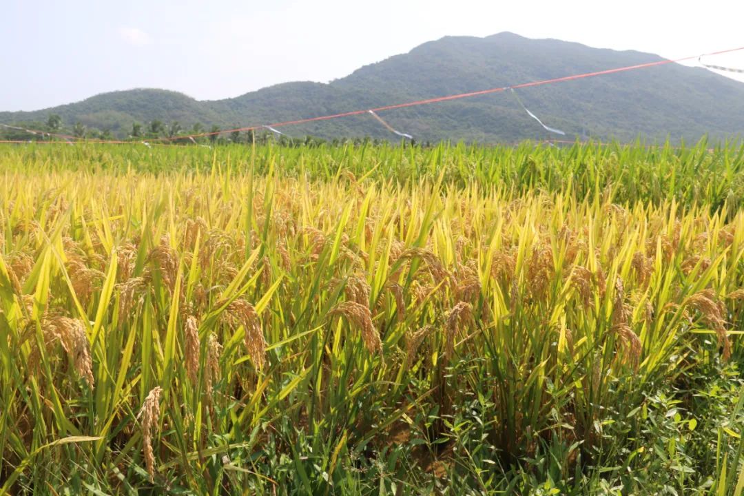 　　2023年“杂交水稻双季亩产3000斤”新配组合测产在三亚水稻国家公园举行。新海南客户端记者 利声富 摄
