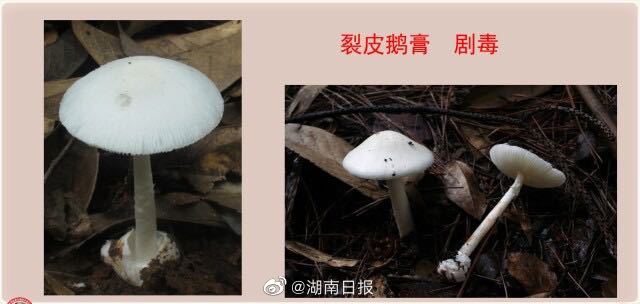 蘑菇加什么会中毒 8c09-ce907a618a150ff2928de8850c984996.jpg