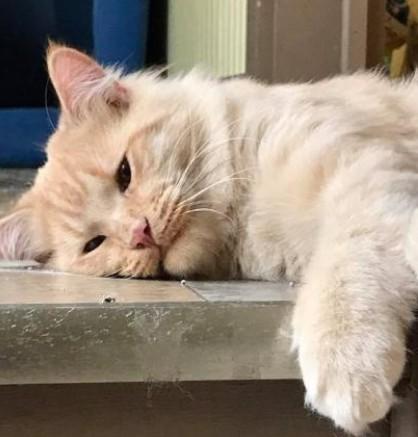 策略追踪|美晨生态短线多头排列，缩量上涨能否持续？