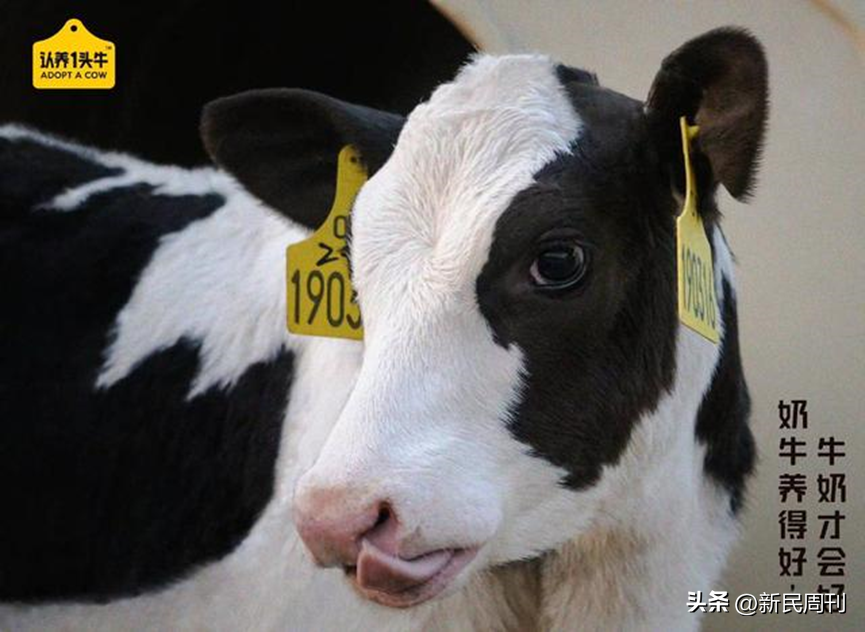 证监会48问认养一头牛,“认养”外衣下还剩下什么?