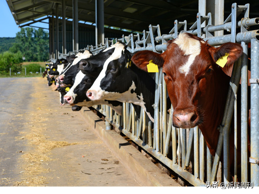 证监会48问认养一头牛,“认养”外衣下还剩下什么?