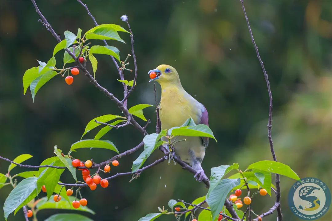 咕咕是什么鸟叫声 92fc-026a5f78ae617f2452d2329acfbcc9b1.jpg