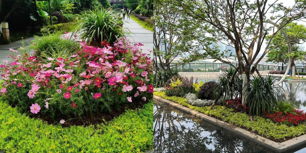(“绿茵行动”之花境打造)