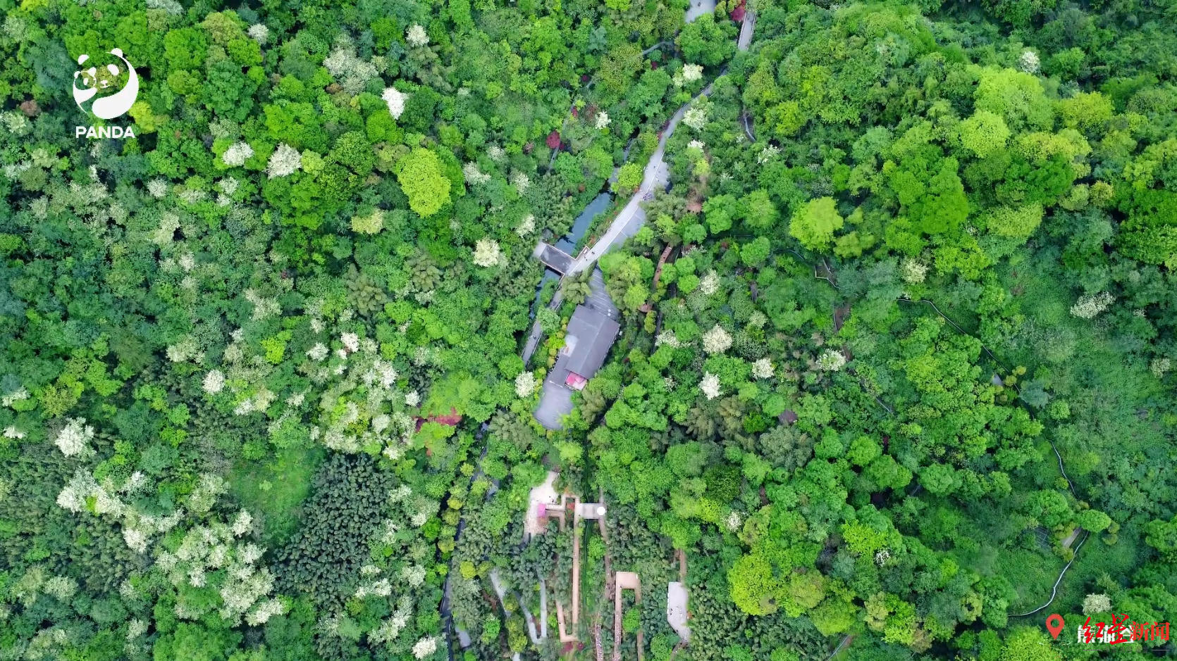 画面太温馨！都江堰熊猫谷野生小麂母子同框