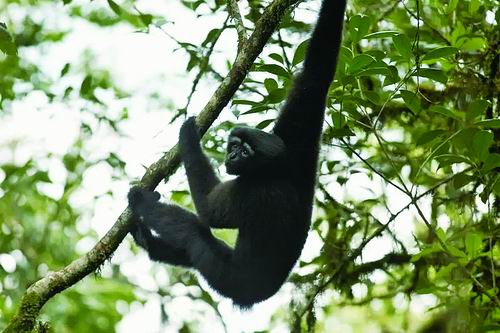 长臂猿靠“计划性”打败早餐竞争对手