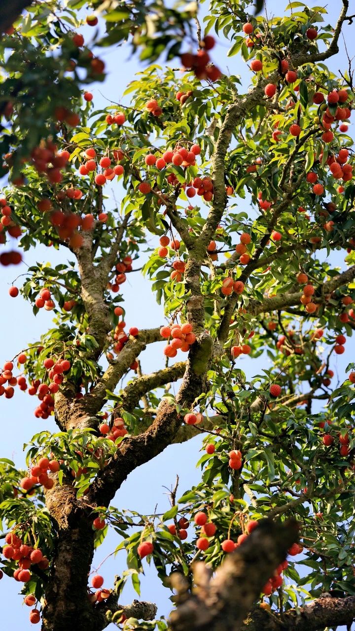 全国最甜的城市,做最网红的土特产