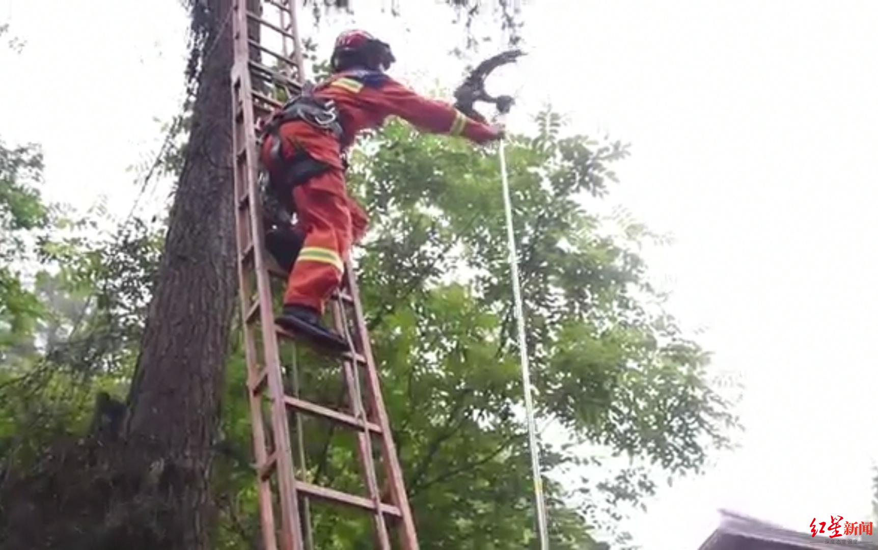 四川威远那只“世界上最神秘的鸟”放归自然，还找到了它的“家人”！