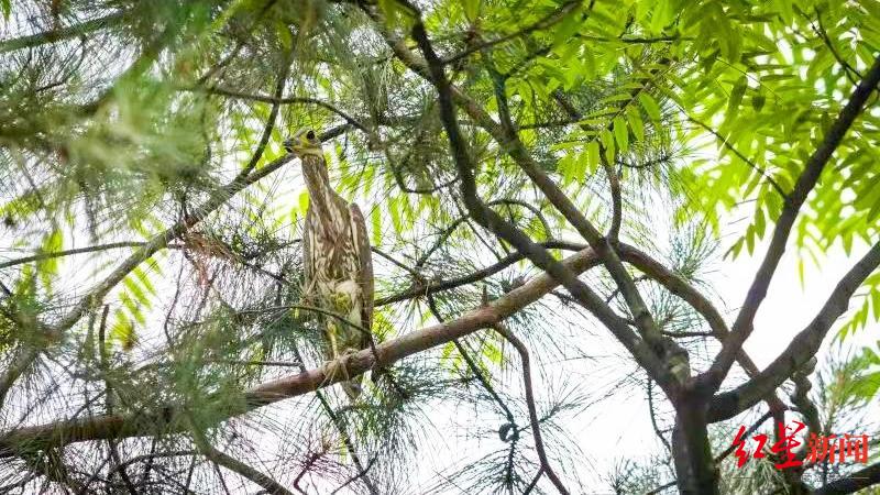 四川威远那只“世界上最神秘的鸟”放归自然，还找到了它的“家人”！