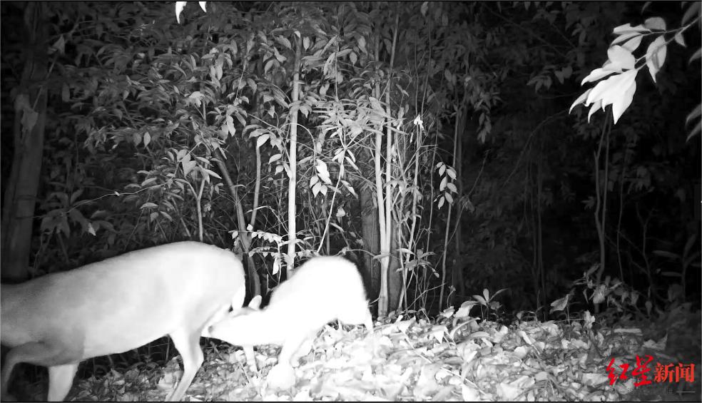画面太温馨！都江堰熊猫谷野生小麂母子同框