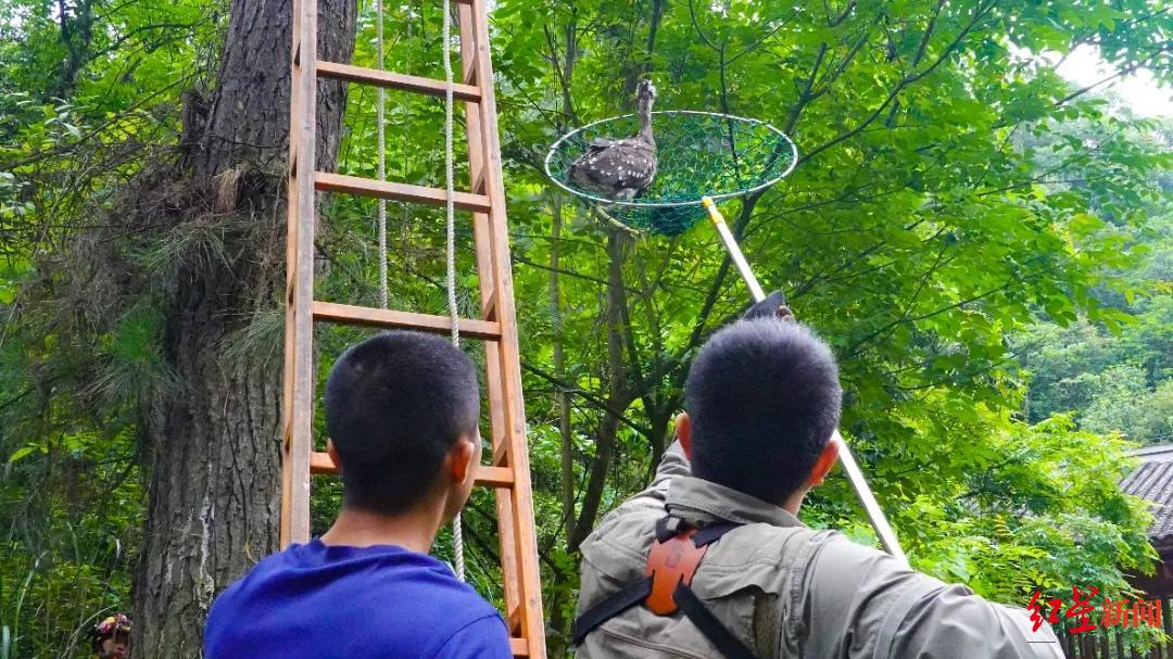 四川威远那只“世界上最神秘的鸟”放归自然,还找到了它的“家人”!