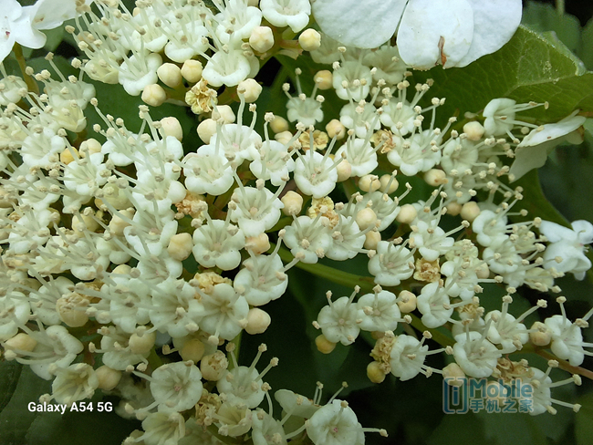 5000万像素大光圈主摄 尽享旗舰级影像体验