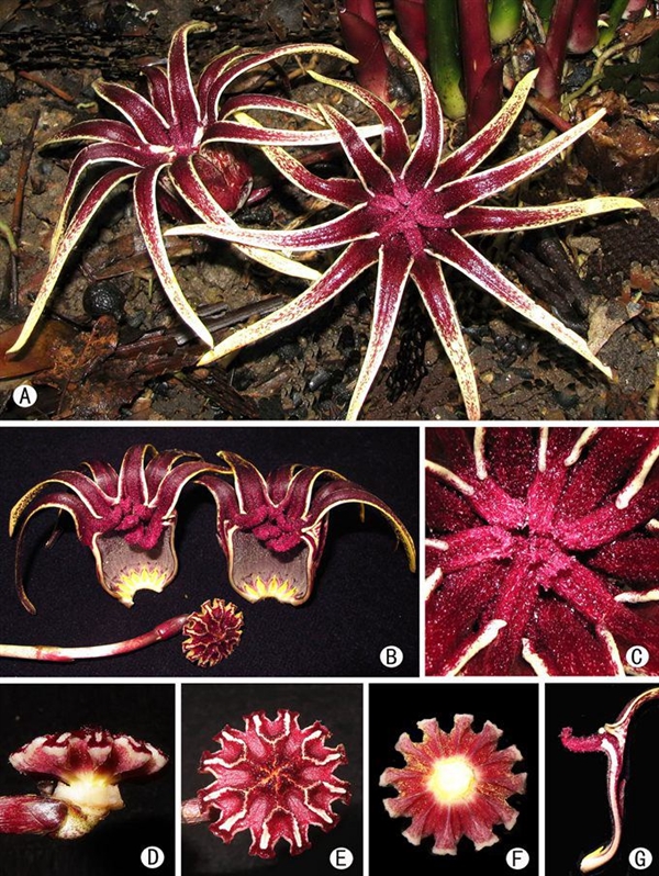 一度被认为野外灭绝的珍稀植物巨型蜘蛛抱蛋