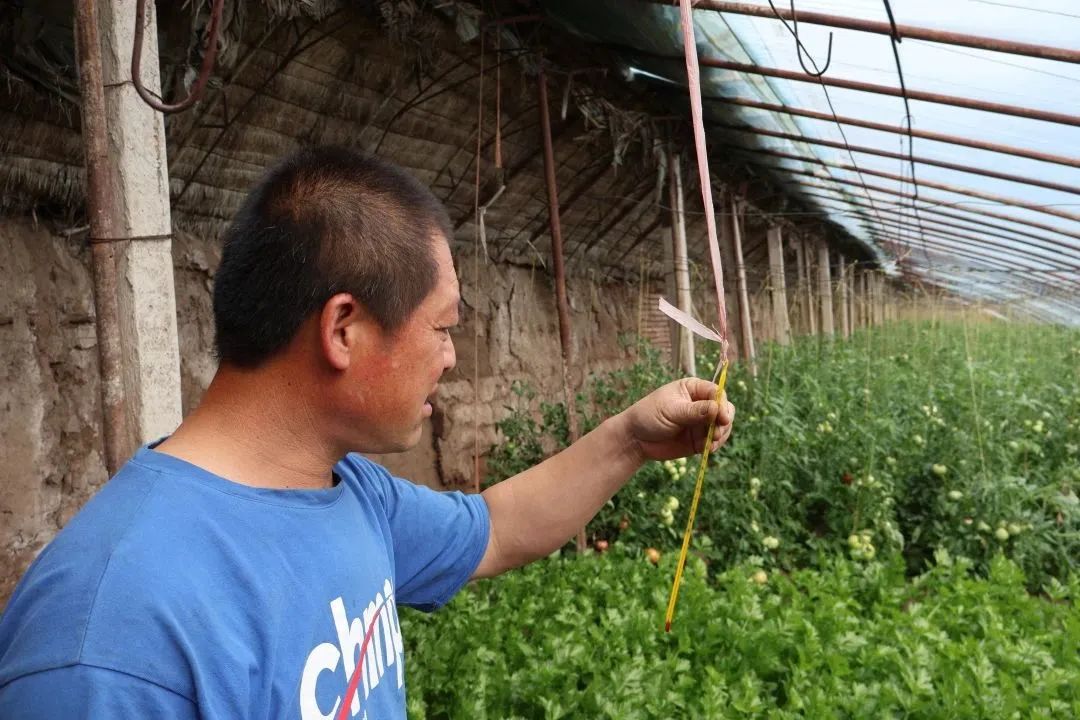 圖為頭道河村村民在草莓大棚內查看大棚溫度情況。門杰偉攝