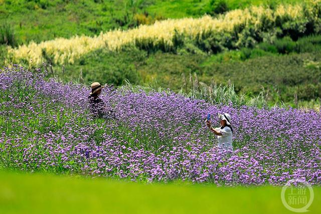 “盛夏”（53）｜上游主题摄影征稿作品展——张成勇作品