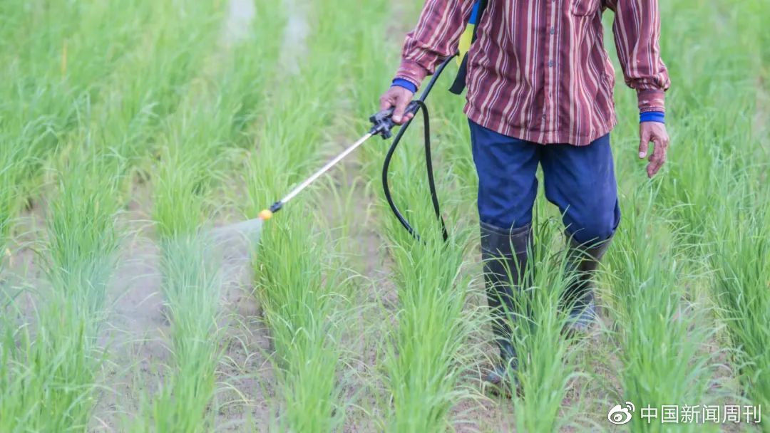 农残标准上调25倍,还能放心吃“韭菜炒鸡蛋”吗?