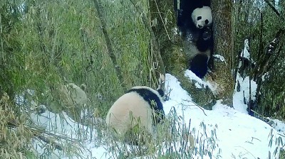     三只大熊猫同框。四川卧龙国家级自然保护区管理局供图