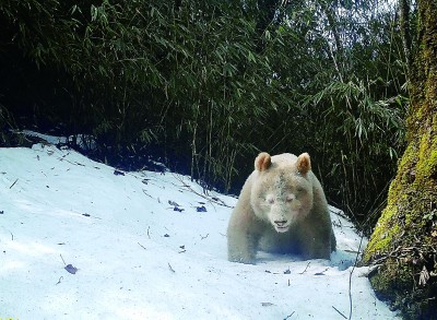     白色大熊猫正脸照。四川卧龙国家级自然保护区管理局供图