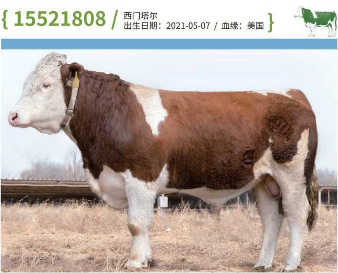 夯实种业振兴路 优然牧业(09858)打造肉牛核心育种基地突破“卡脖子”难题