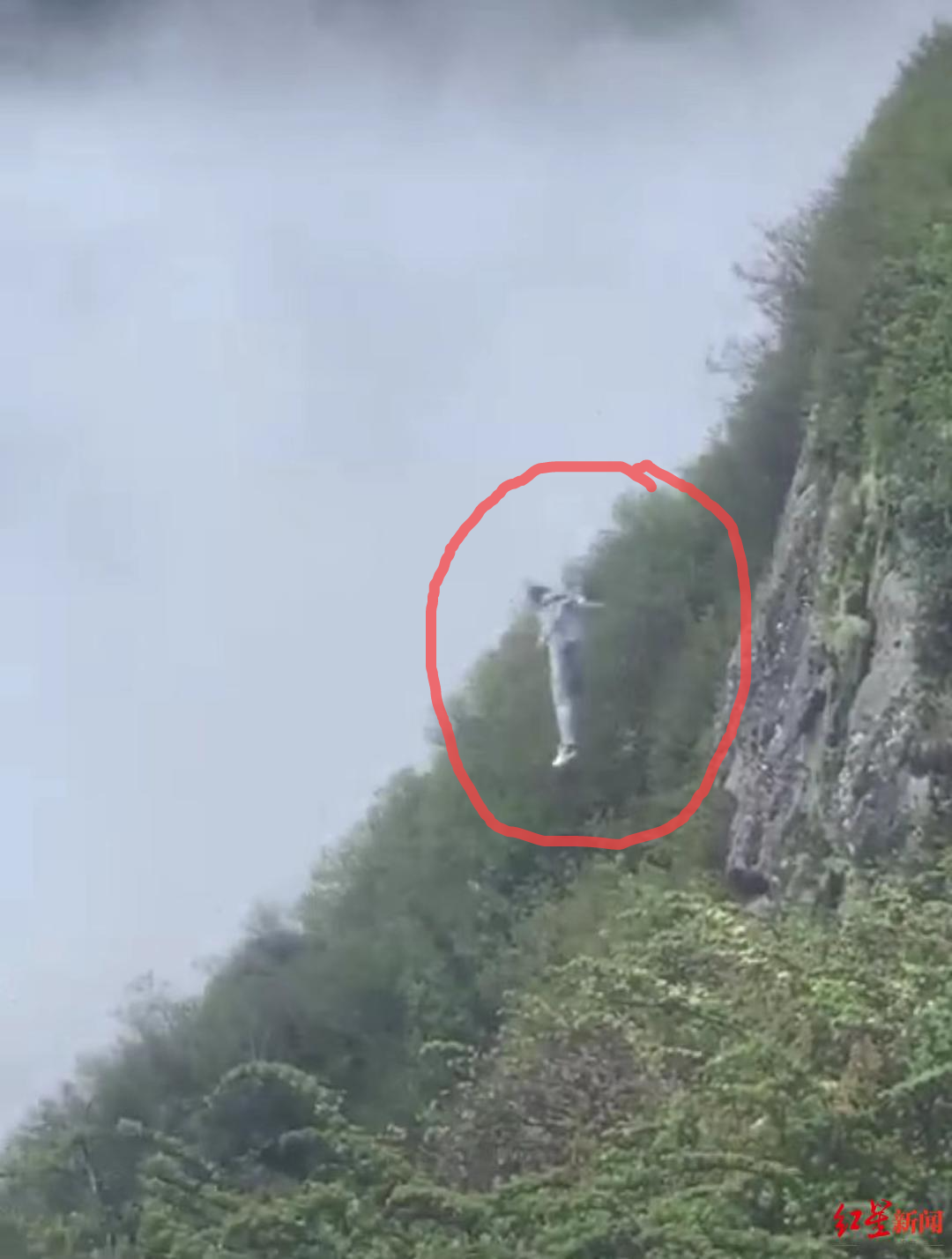 网传一男子在峨眉山跳崖被挂树枝上?峨眉山相关部门:男子已被成功救起