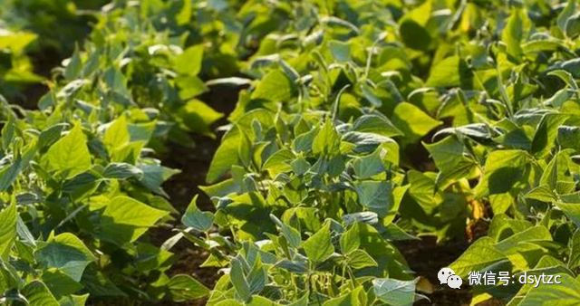【农业百科】有机小杂粮绿豆种植技术