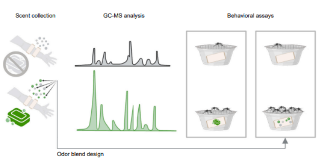 「招蚊体质」的你，选对沐浴露了吗？请收下这份来自iScience的驱蚊小贴士