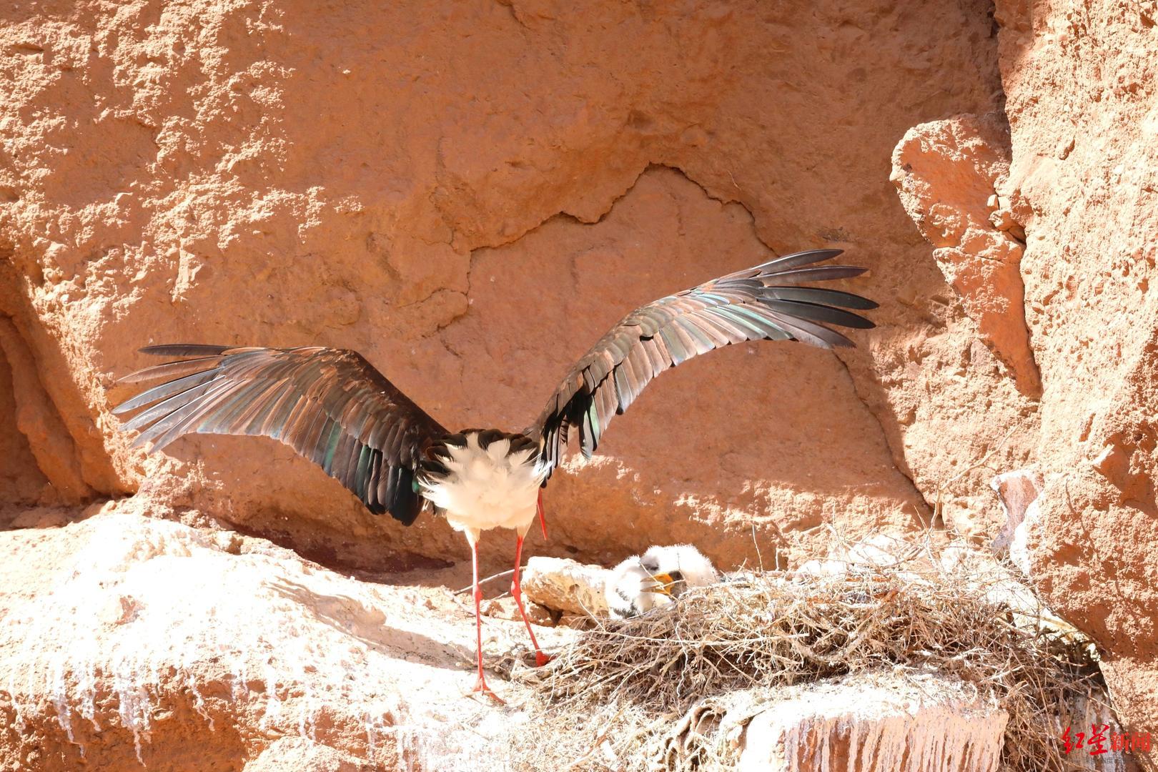 一只“鸟中大熊猫”黑鹳的南迁北归之路：184天，从甘肃飞到缅甸再“回家”